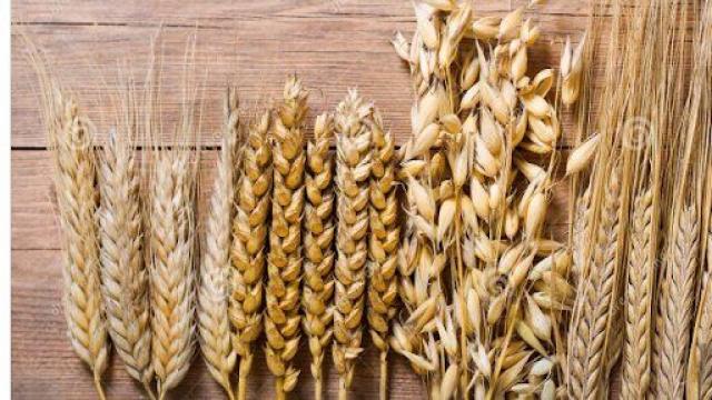 What Has Gluten in It? A Guide for a Gluten-Free Diet