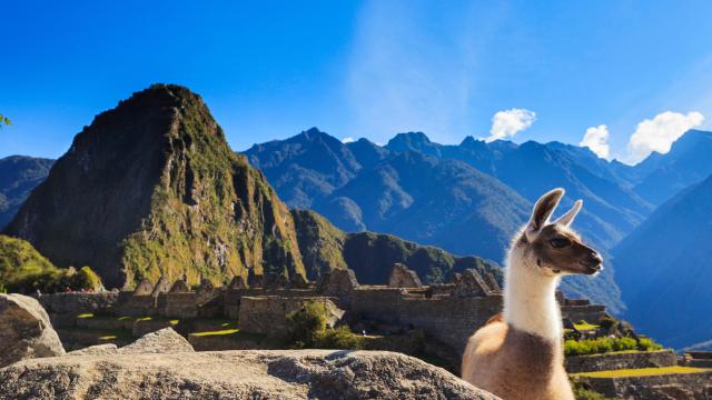 A llama at Machu Picchu, Peru - one of the best UNESCO world heritage sites